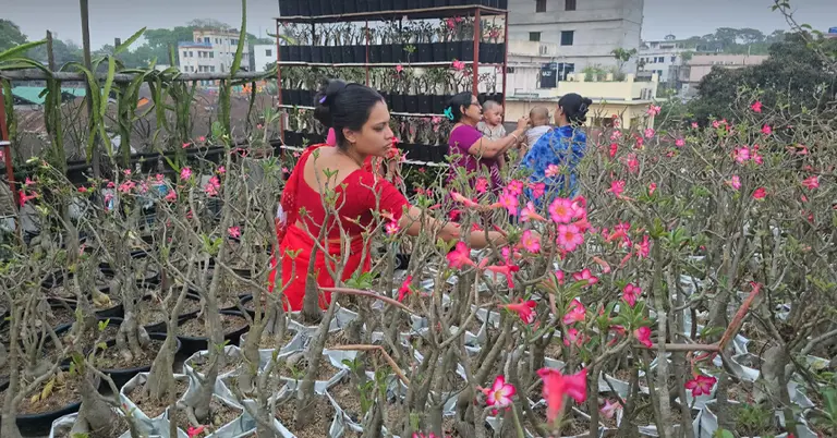 ফরিদপুরে ছাদ বাগানে ‘মরুর গোলাপ’ ফুল